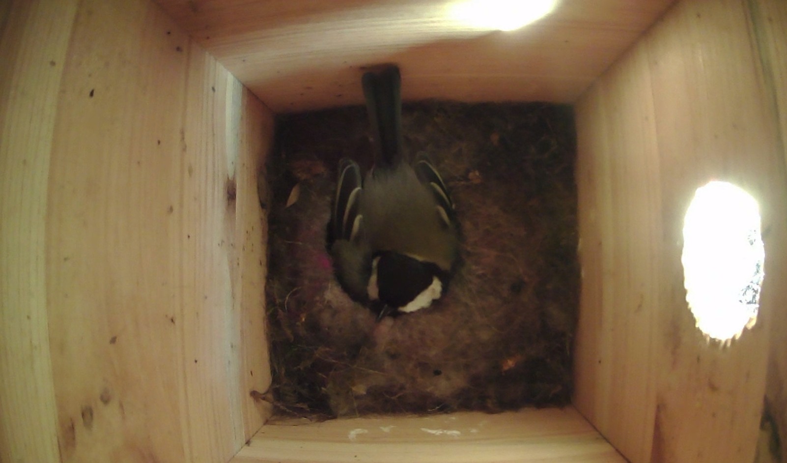 MSMG-Nistkastenprojekt 2026 – Kohlmeise brütet im Schulgarten auf 10 Eiern